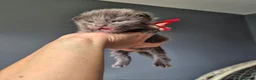 Maine Coon cats for sale: Blue/ black smoke Imported Lines - Advert 7