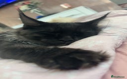 Maine Coon cats for sale: beautiful mainecoon sisters  - Image 10
