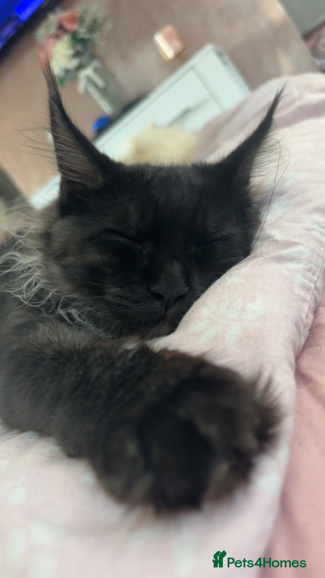 Maine Coon cats for sale: beautiful mainecoon sisters  - Image 10