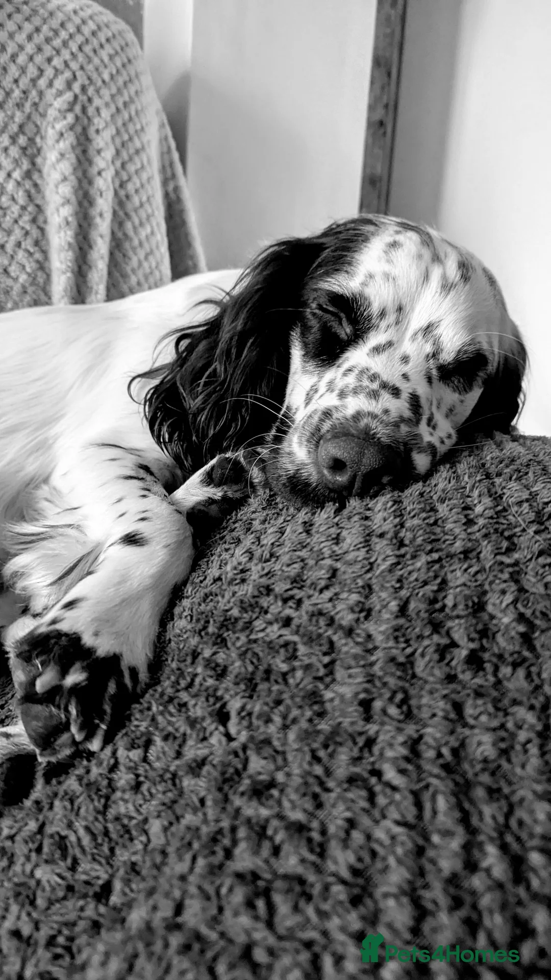 Sprocker dogs for sale: Murphy - Advert 5