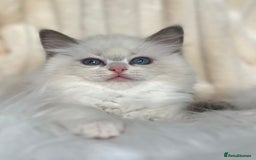 Ragdoll cats for sale: Big, cuddling cat therapist - Image 13