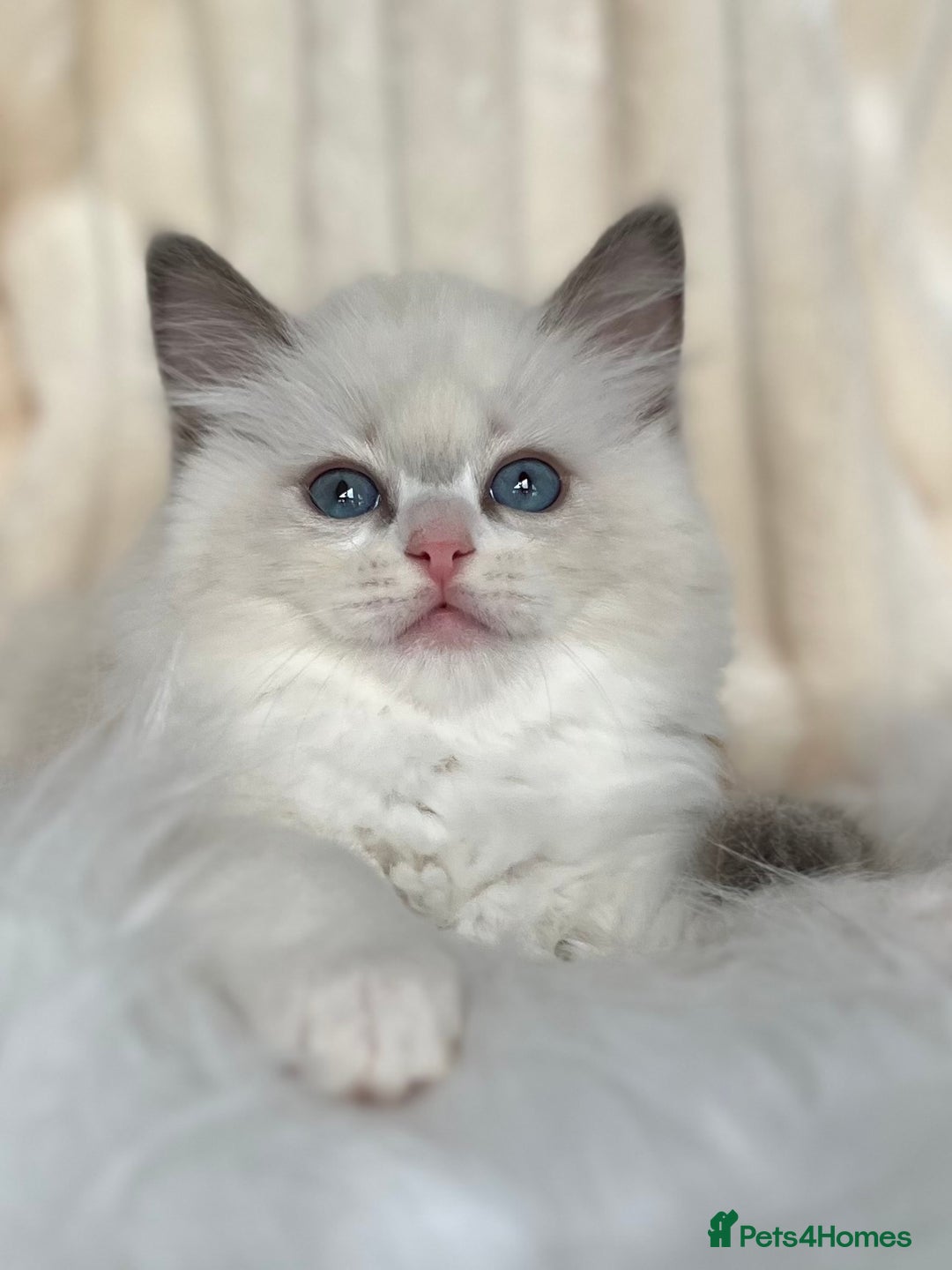 Ragdoll cats for sale: Big, cuddling cat therapist - Image 13