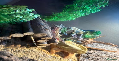 Leopard Gecko reptiles - Advert 8