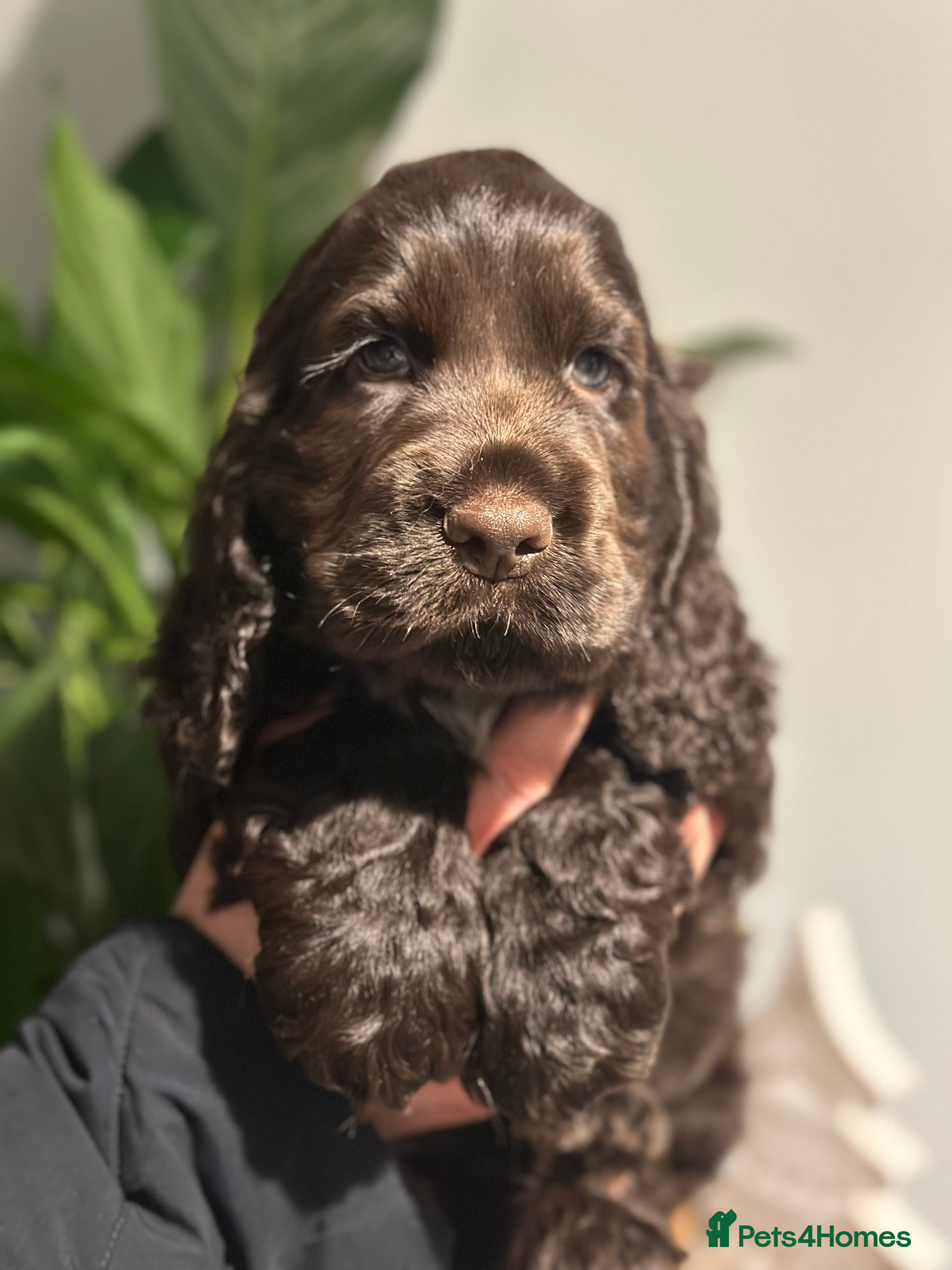 Cocker Spaniel dogs Beautiful Cocker spaniel pups ready this weekend - Advert 4