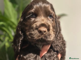 Cocker Spaniel dogs Beautiful Cocker spaniel pups ready this weekend - Advert 2