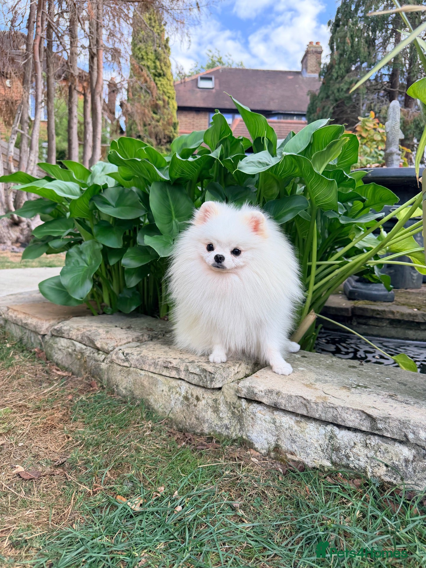 Pomeranian dogs SUPER TINY WHITE POMERANIAN BOY - Advert 1