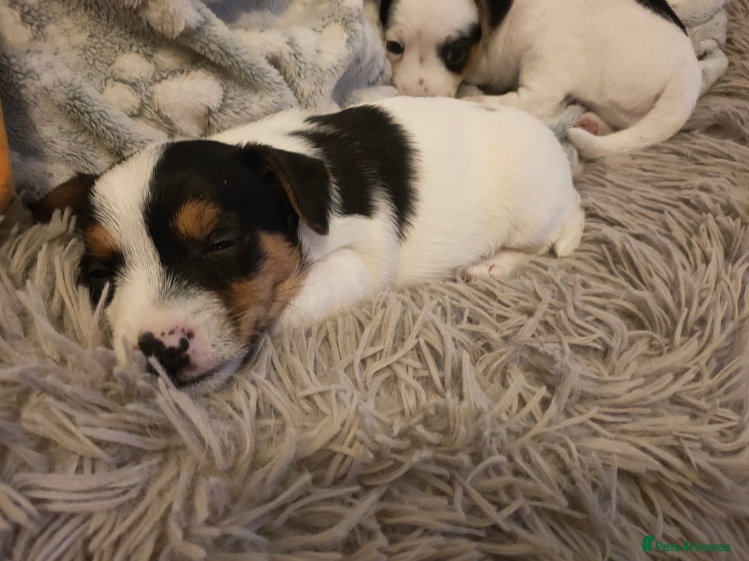 Jack Russell dogs for sale: Short legs Jack Russell  - Advert 5