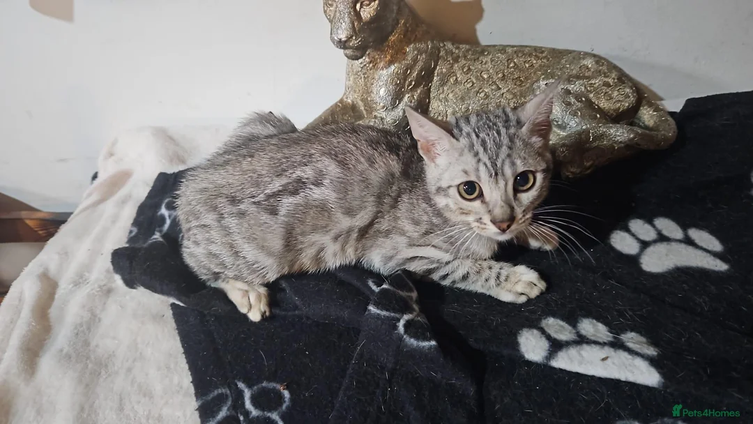 Mixed Breed cats for sale: Bengal mix  - Advert 5