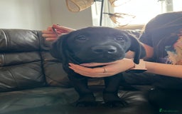 Labrador Retriever dogs for sale: Kc Labradors working line Bred for assistance work - Image 5