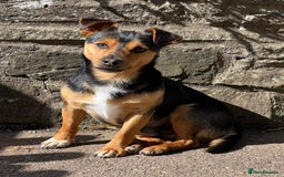 Jack Russell dogs for sale: 3 Male Jack Russell Pups - Image 9