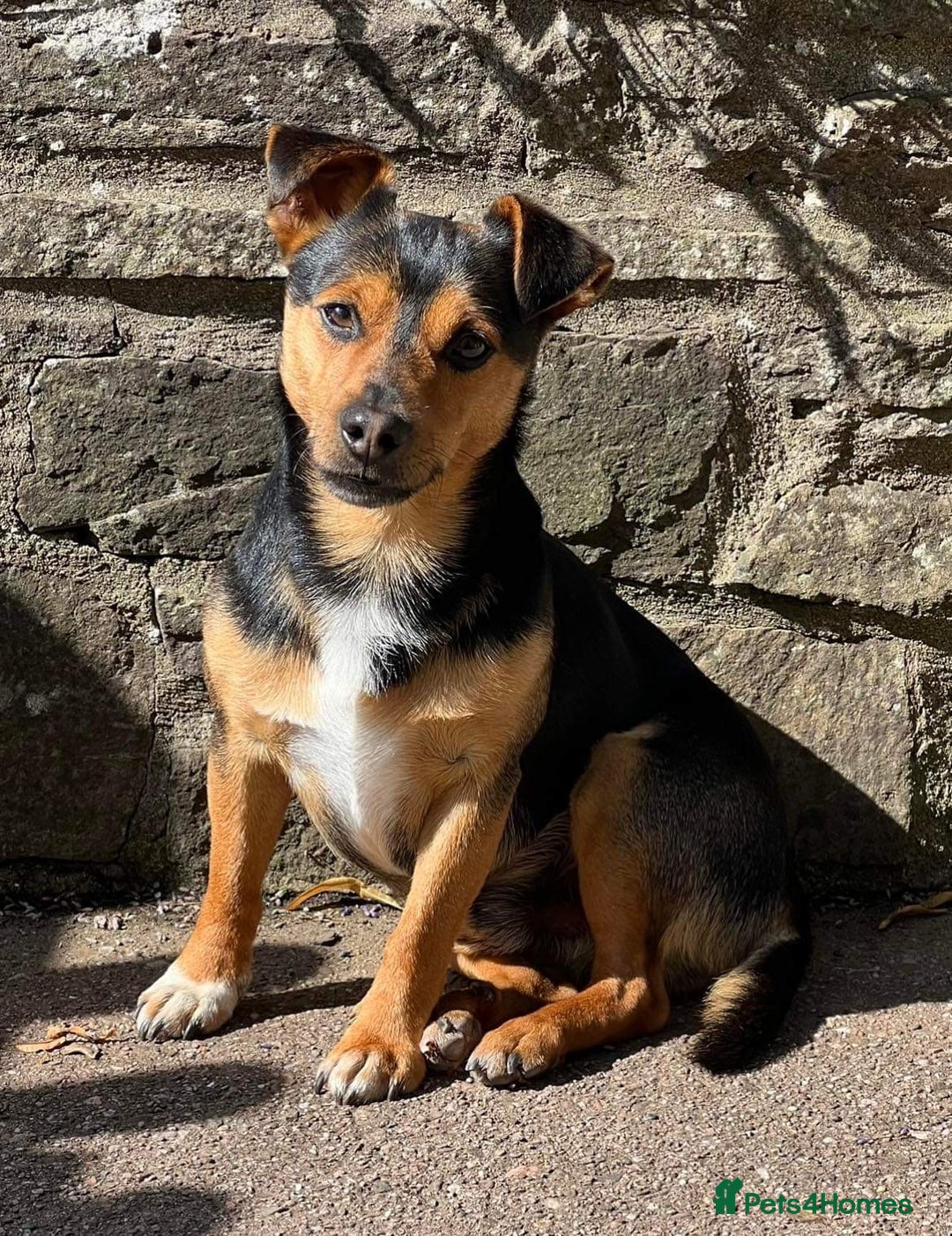 Jack Russell dogs for sale: 3 Male Jack Russell Pups - Image 9