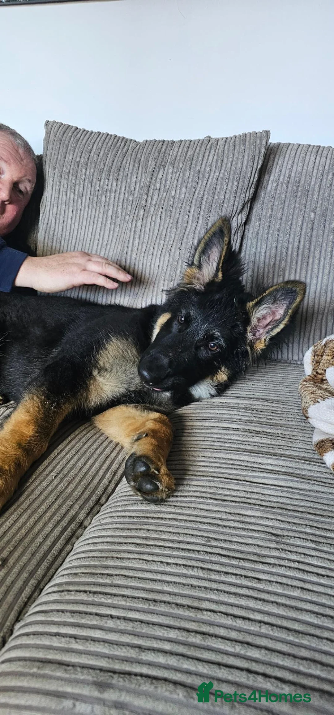 German Shepherd dogs for sale: German shepherd 4months old in Seaham - Advert 2