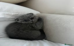 Scottish Fold cats for sale: Beautiful chunky Scottish fold - Image 1