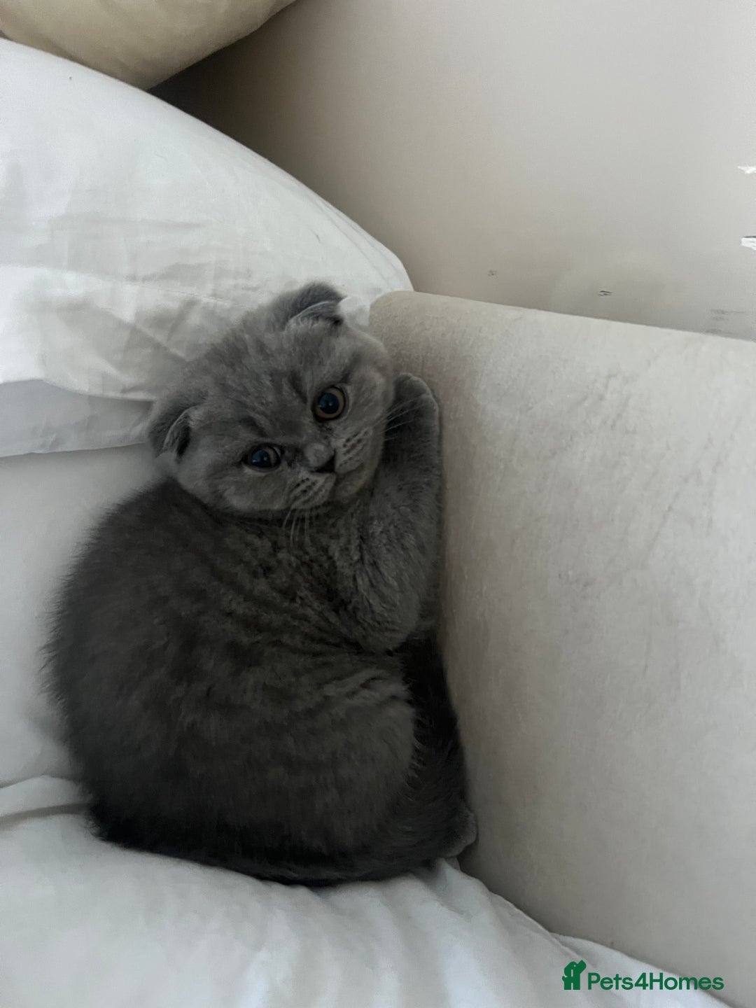 Scottish Fold cats for sale: Beautiful chunky Scottish fold - Image 1