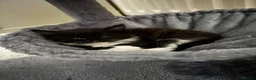 Mixed Breed cats for sale: 3 beautiful kittens looking for loving homes - Advert 6