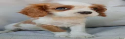 Cavalier King Charles Spaniel dogs for sale: LAST boy DNA tested KC health tested Cavalier   - Advert 9