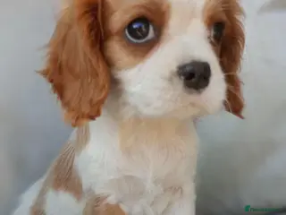 Cavalier King Charles Spaniel dogs KC health tested Cavalier king Charles spaniel,s - Advert 6