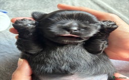 Shih Tzu dogs for sale: Bear 🐻  - Image 10
