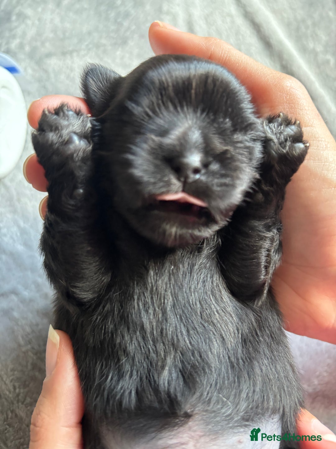 Shih Tzu dogs for sale: Bear 🐻  - Image 10