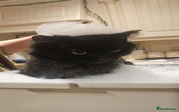 Mixed Breed cats for sale: 7 Floofy kittens looking for forever homes..  - Image 15