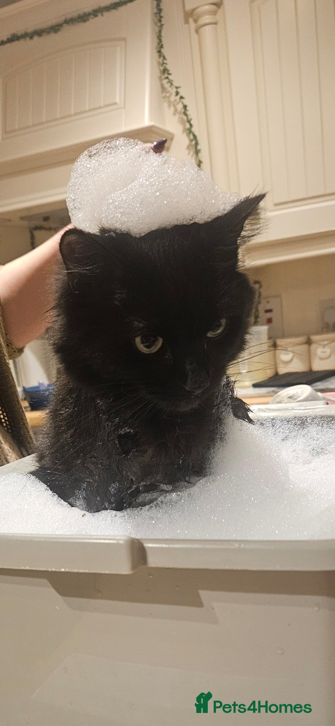 Mixed Breed cats for sale: 7 Floofy kittens looking for forever homes..  - Image 15