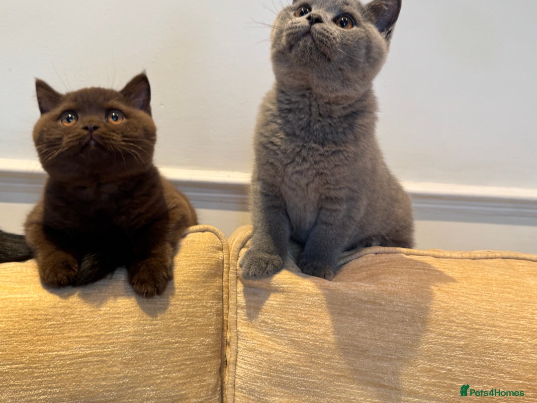 British Shorthair cats for sale: Grand Champion Sired British Shorthair Kittens - Advert 3
