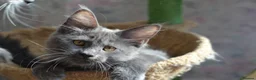 Maine Coon cats for sale: Tica Maine Coon Girls looking for forever homes - Advert 3