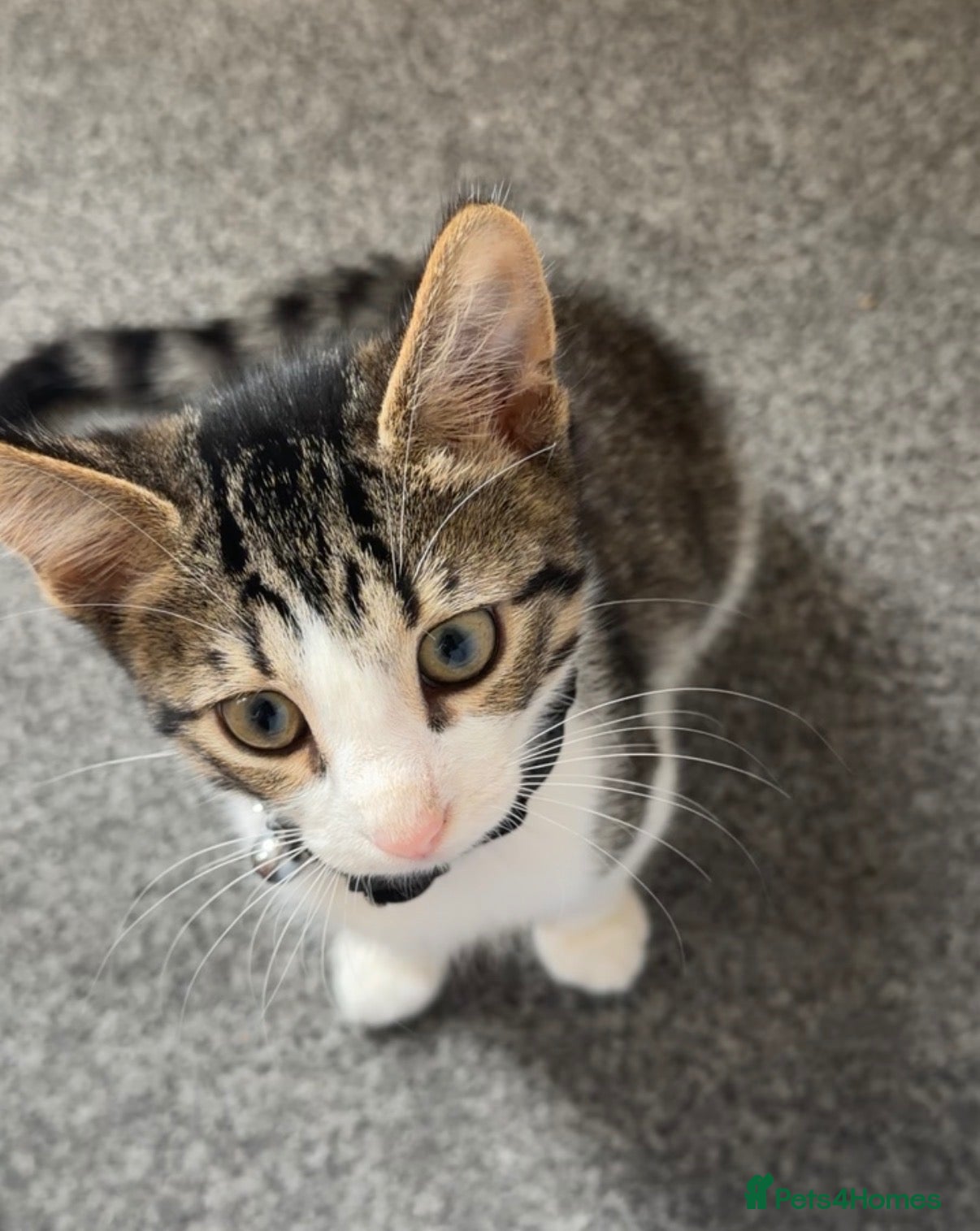 Mixed Breed cats Cute kitten  - Advert 6