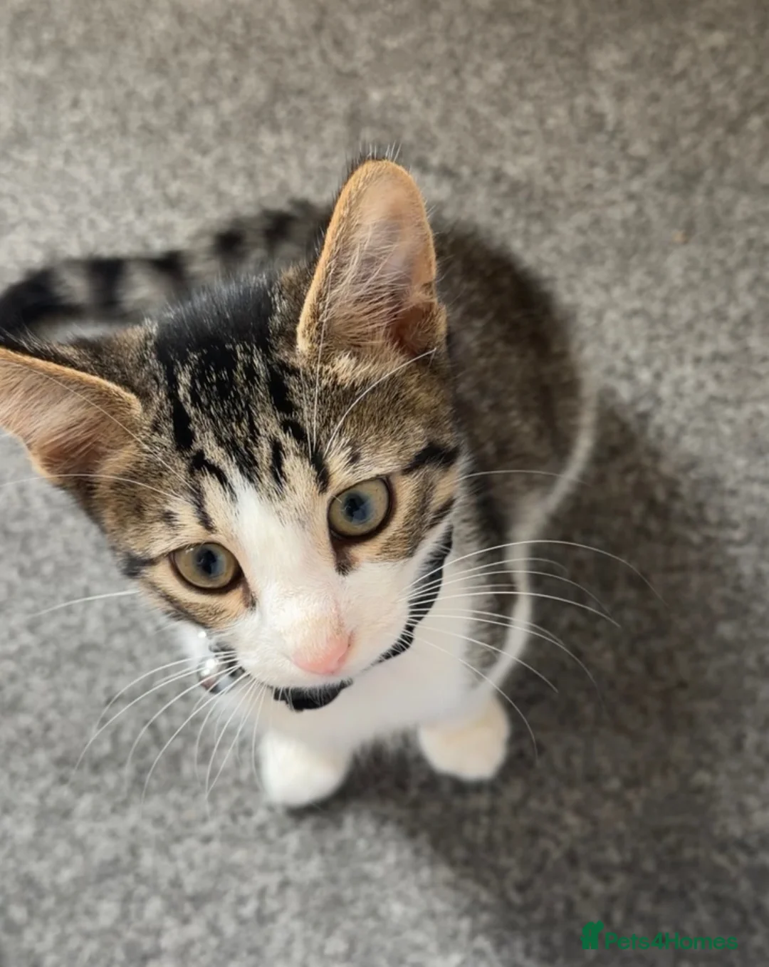 Mixed Breed cats for sale: Cute kitten  in London - Advert 1
