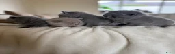 British Shorthair cats for sale: 4 British shorthair kittens  - Advert 11