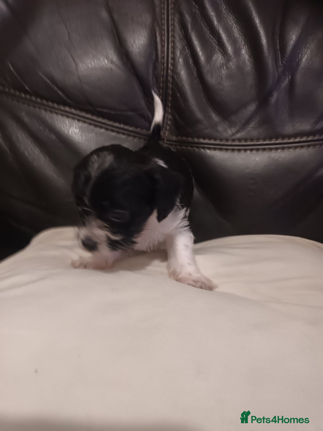 Mixed Breed dogs for sale: Poochon cross schweenie  - Advert 12