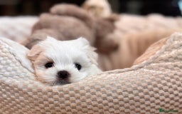 Maltese dogs for sale: ✨💫Tiny Exquisite Bambelina Maltese 💫✨ - Image 16