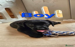 Labrador Retriever dogs for sale: 7 STUNNING BLACK LABRADOR PUPPIES - Image 6