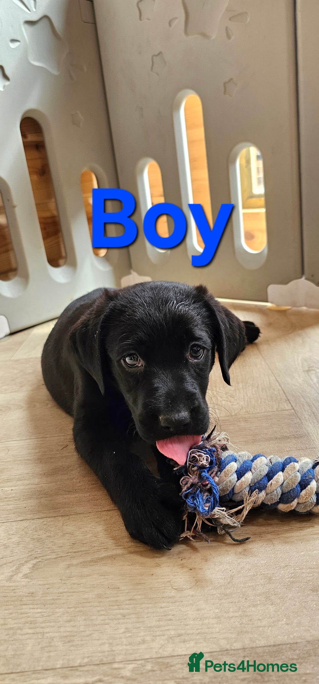 Labrador Retriever dogs for sale: 7 STUNNING BLACK LABRADOR PUPPIES - Image 6