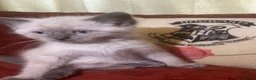 Mixed Breed cats for sale: Ragdoll and Thai kittens - Advert 8