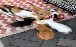 Mixed Breed cats for sale: I have 4 beautiful little cuties  - Image 5