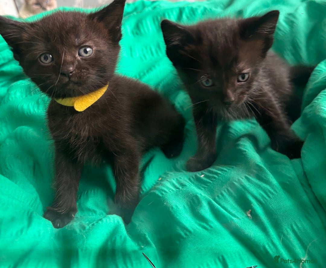 Ragdoll cats for sale: Beautiful ragdoll kittens - Image 1