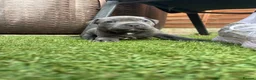 Staffordshire Bull Terrier dogs for sale: Staffordshire bull terrier puppies boy/girl  - Advert 3