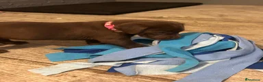 Labrador Retriever pink paws 