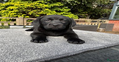 Labrador Retriever dogs - Advert 10