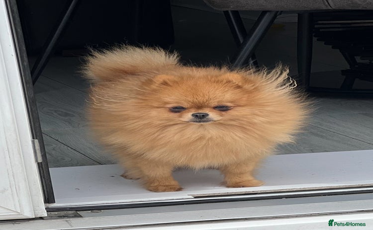 Pomeranian dogs - Advert 1