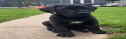 Presa Canario dogs for sale: STUNNING BLACK PRESA CANARIO PUPS  - Advert 4