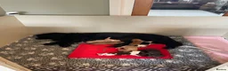 Cocker Spaniel dogs for sale: Beautiful litter of cocker spaniel puppies 🐾 - Advert 10