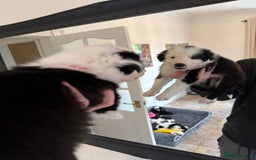 Border Collie dogs for sale: Pure Breed Boarder Collie Pups - Image 35