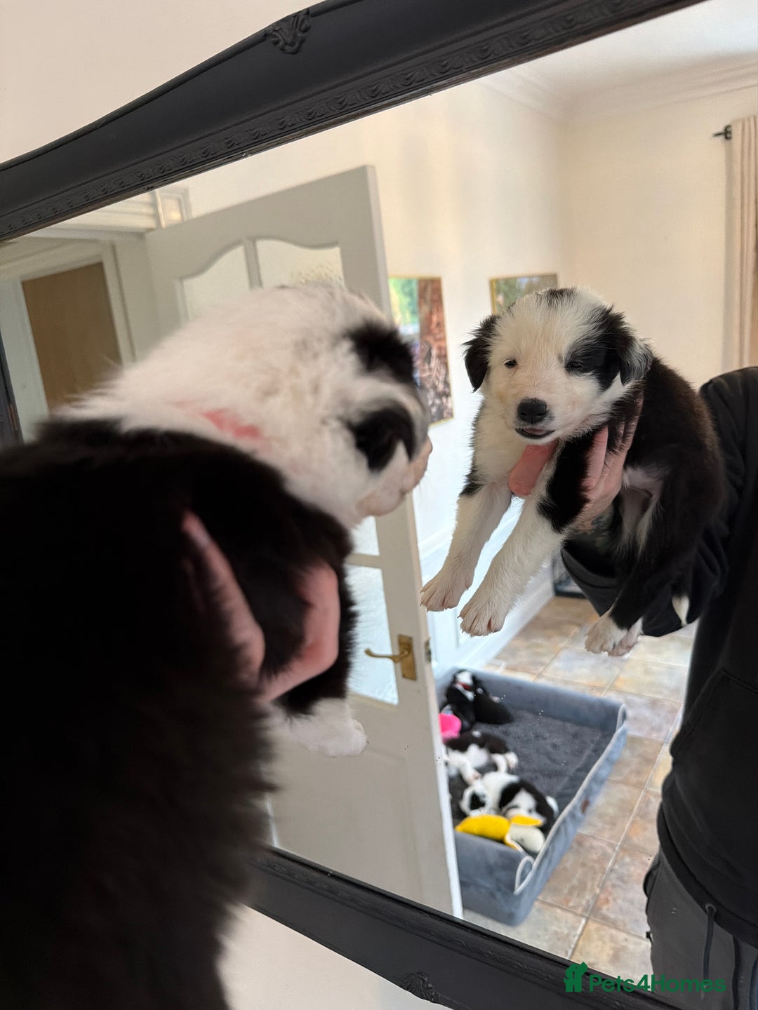 Border Collie dogs for sale: Pure Breed Boarder Collie Pups - Image 35