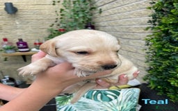 Labrador Retriever dogs for sale: Gorgeous Labrador Puppies for Sale  - Image 11
