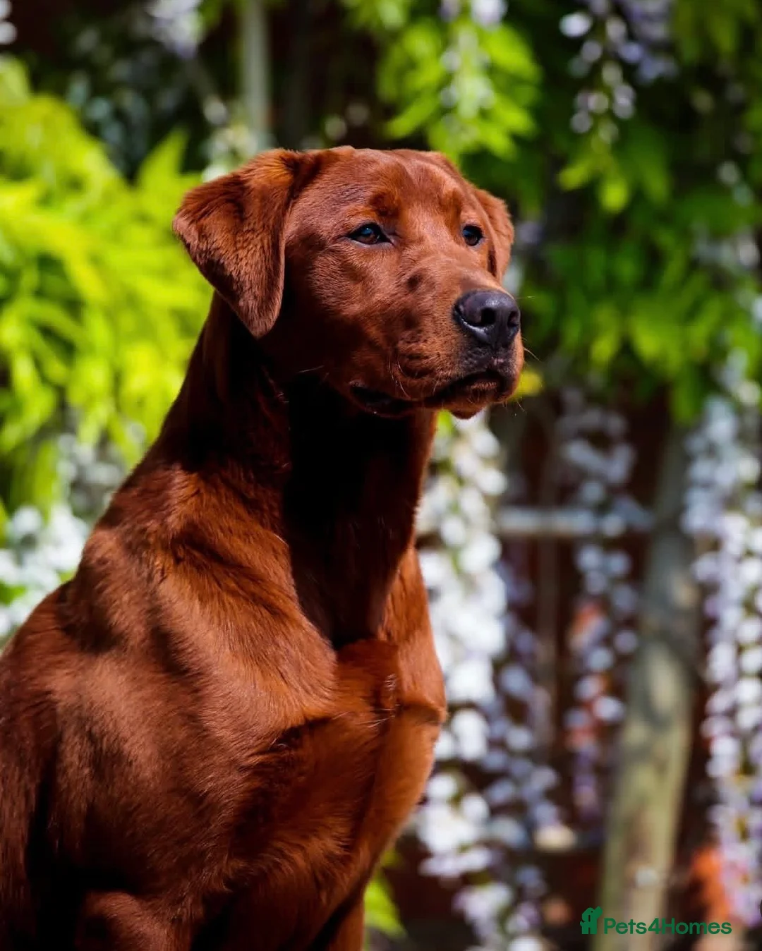 Labrador Retriever dogs for sale: Exceptional Stunning Labrador Puppies  in Wrexham - Advert 4