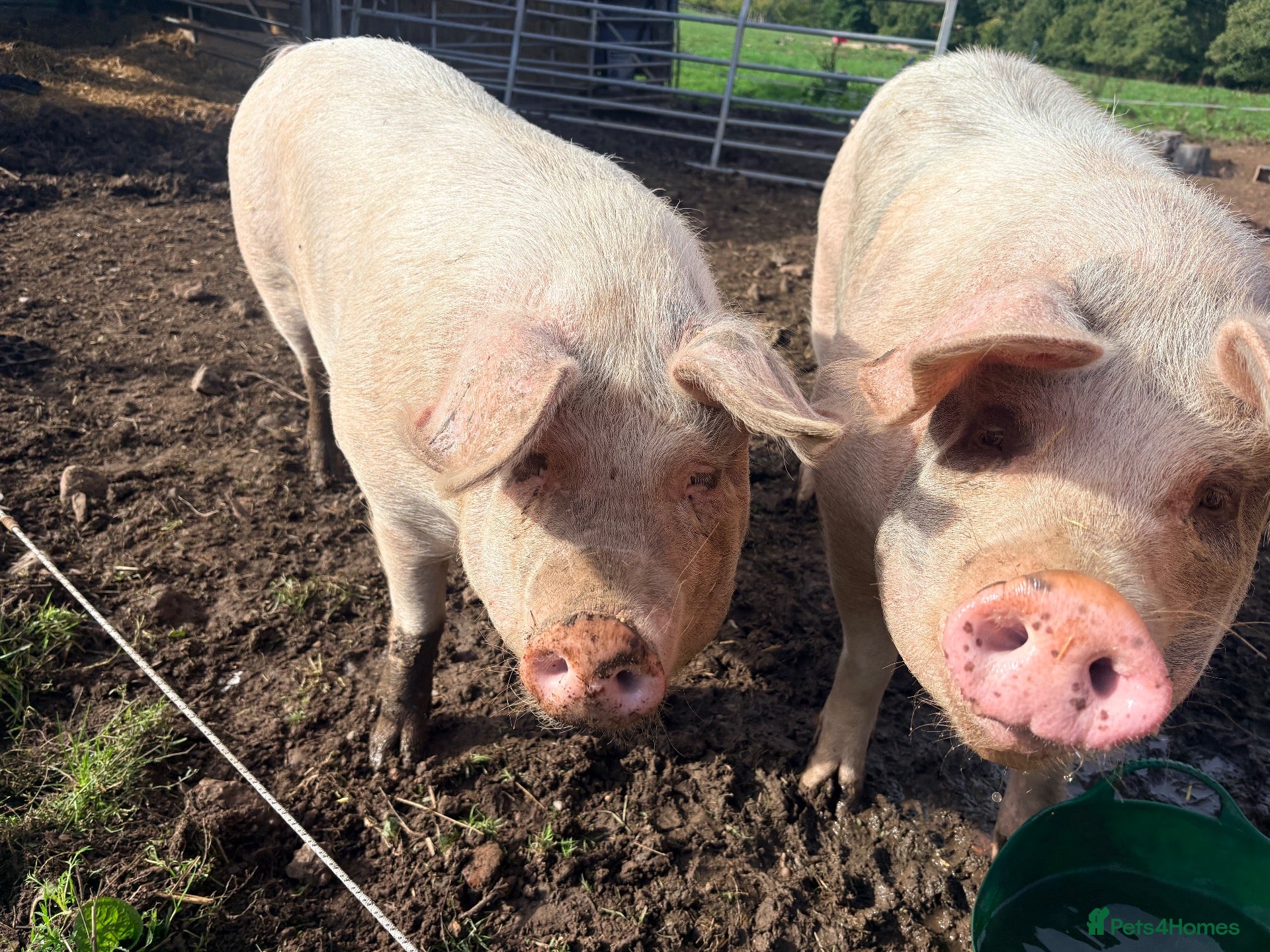 Pig livestock Two Welsh-cross gilts – for sale as breeding pair - Advert 4