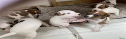 Jack Russell dogs for sale: 7 beautiful jack Russell puppies  - Advert 22