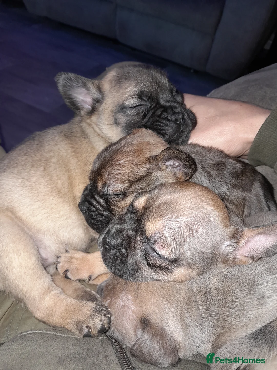 Mixed Breed dogs for sale: French bulldog x - Advert 22
